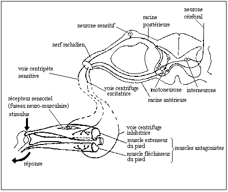 schéma du réflexe myotatique