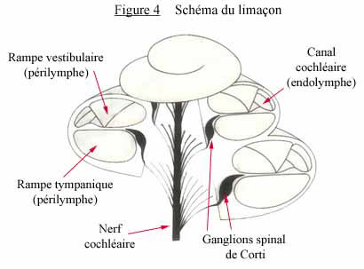 schéma du limaçon