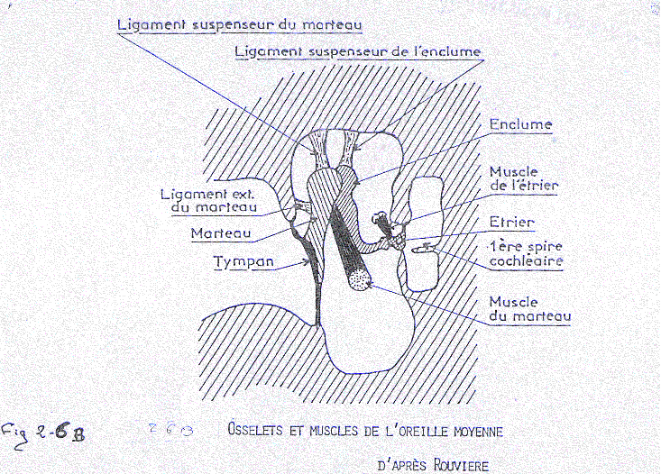 schéma de l'oreille moyenne
